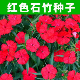 石竹花种子红色五彩四季易种开花室外庭院阳台花卉种子花草花籽种