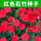 石竹花种子红色五彩四季 易种开花室外庭院阳台花卉种子花草花籽种