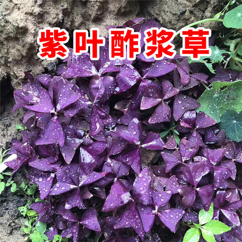 紫叶酢浆草种球红花炸酱草酢浆草种子幸运草三叶草四季盆栽紫蝴蝶