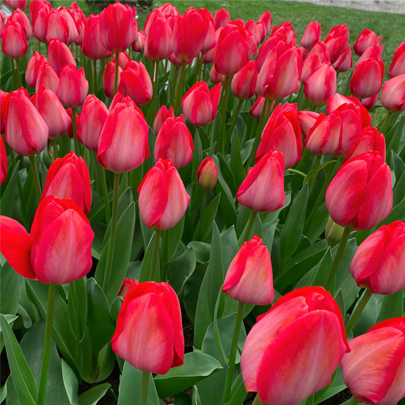 郁金香种球水培土培植物种子花卉四季易活阳台庭院盆栽地栽耐寒