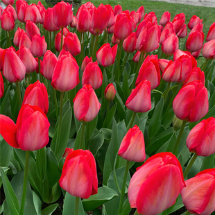 郁金香种球水培土培植物种子花卉四季易活阳台庭院盆栽地栽耐寒