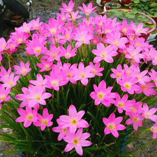 耐寒风雨兰种球韭兰韭莲葱兰花苗盆栽四季易活开花籽种子庭院花卉