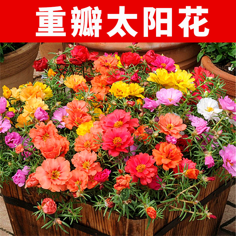 混色重瓣太阳花种子花种籽子四季种开花室外易活庭院阳台花卉花籽