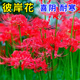 耐寒喜阴花卉彼岸花种球红色石蒜花曼珠沙华花种植物种子室外盆栽