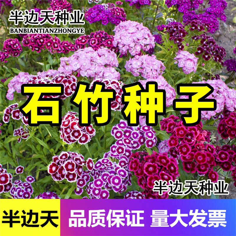 五彩石竹花种子四季易种阳台盆栽花籽美国石竹庭院工程绿化花草