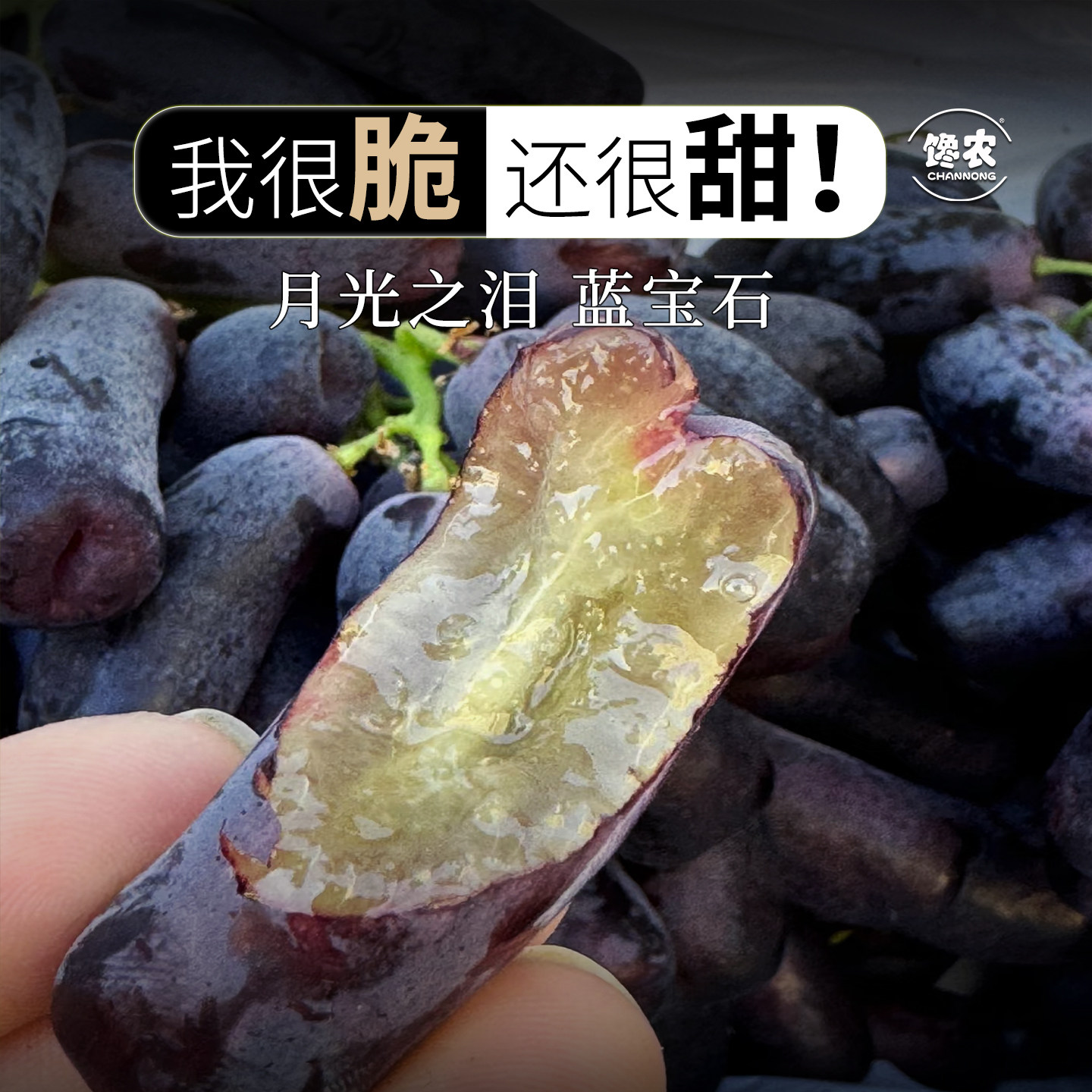 当季云南大理宾川金手指蓝宝石葡萄新鲜水果马奶无籽黑提子礼盒装