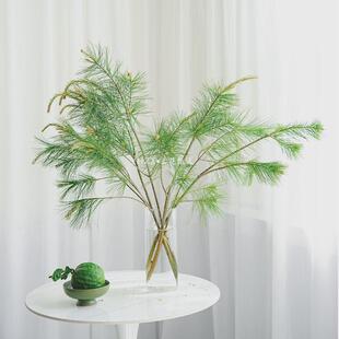五针松鲜切枝有香味夏季花期长水养插花家庭观赏