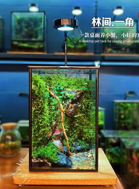 雨林缸苔藓微景观创意生
