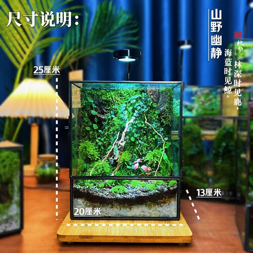 植物桌面懒人绿植苔藓微