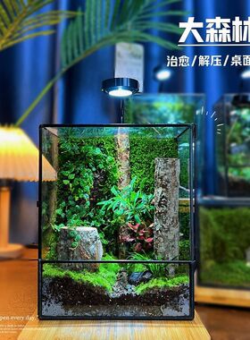 苔藓微景观桌面雨林缸创