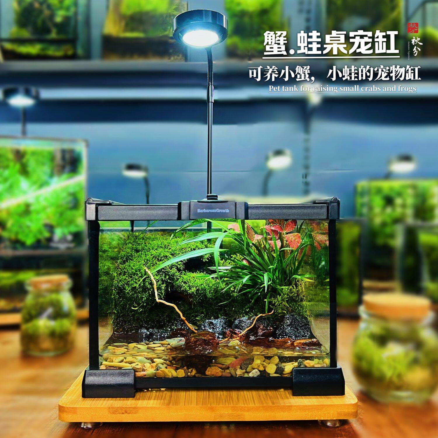 创意养蟹蛙苔藓微景观生态闷养瓶懒人好打理人造景观雨林缸桌面