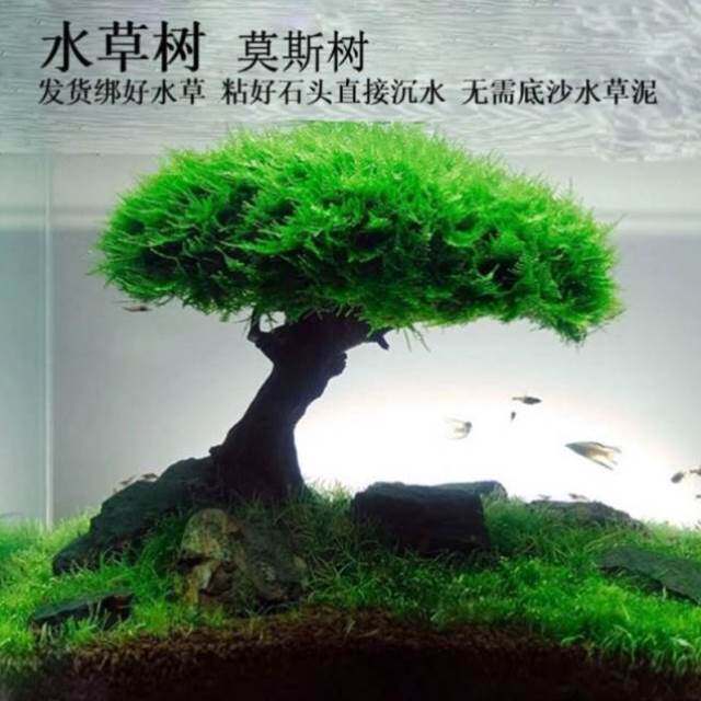 鱼缸装饰造景水生植物莫斯树懒人沉木鱼缸迎客松造型单头莫斯树