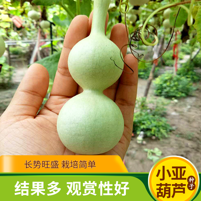 小亚腰葫芦种子阳台种宝葫芦春季夏四季盆栽庭院观赏易活爬藤植物