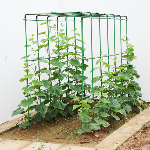 黄瓜爬藤架豆角西红柿架四季豆架杆蔬菜植物西瓜支撑杆瓜棚搭架子