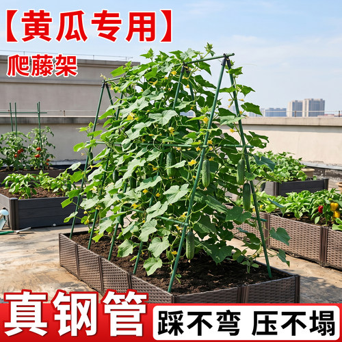 黄瓜爬藤架豆角架四季豆支撑杆瓜果蔬菜搭棚架子植物包塑钢管专用