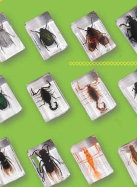 儿童景区透明新奇海洋礼物亚克力