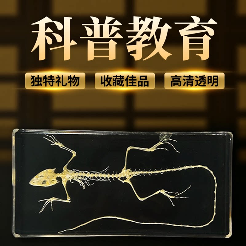 真实小动物标本蜥蜴骨骼特别动