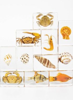 虫工艺品透明动物认知文创