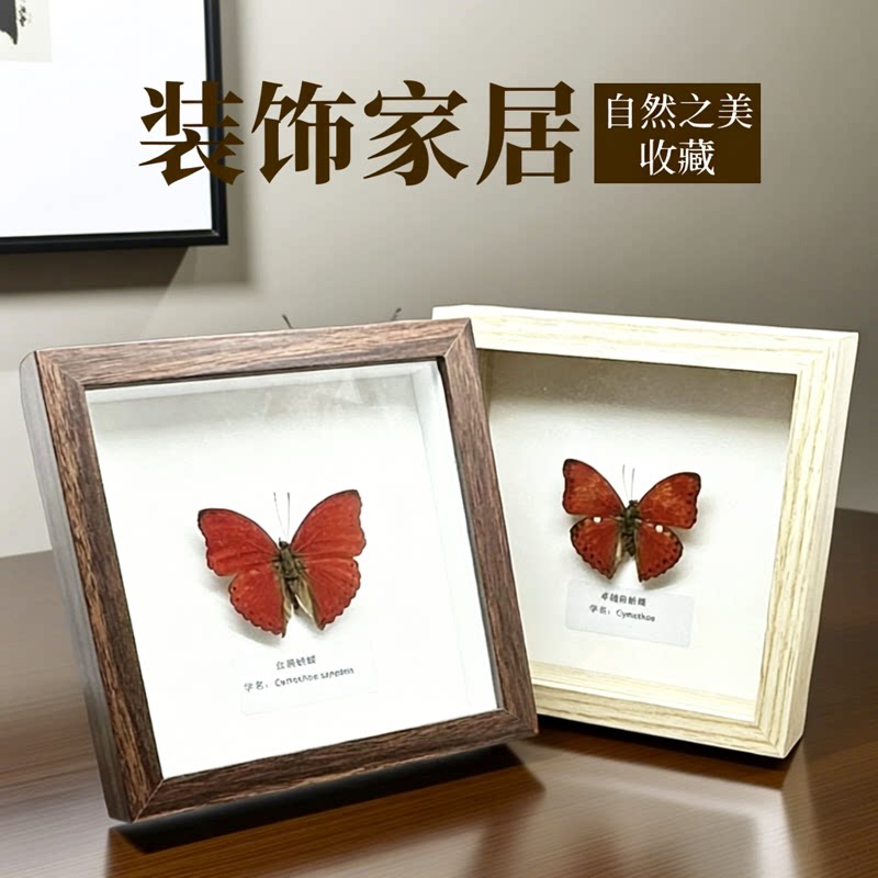 真实蝴蝶标本教学血漪蛱蝶木纹