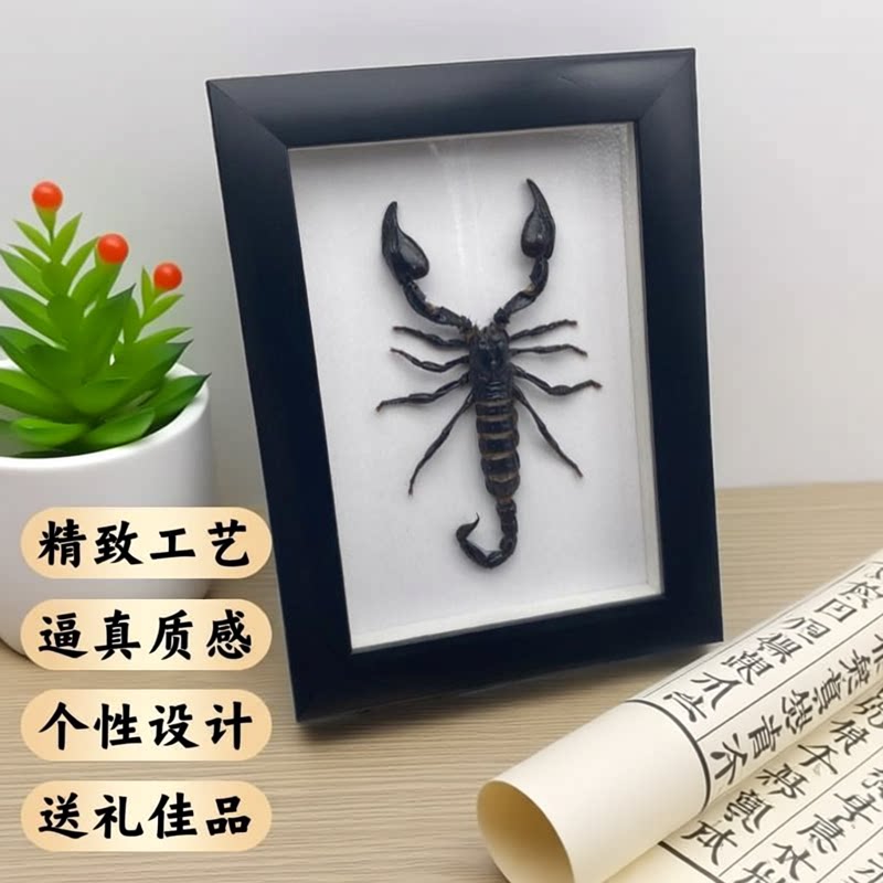 手工黑蝎子7寸相框摆件生日礼物