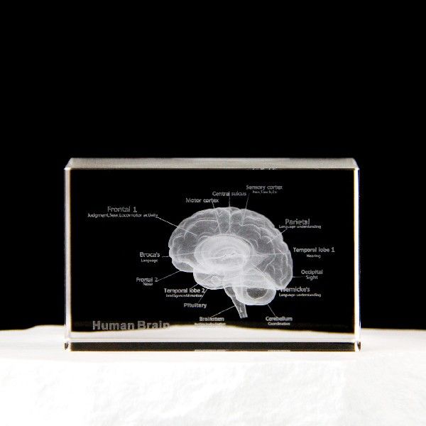 3D水晶内雕大脑心脏模型摆件大脑解剖结构示意图医学模型标本