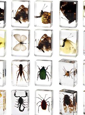 热卖真实科研创意集市动物