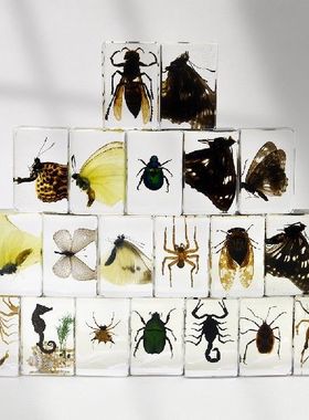 真实昆虫标本透明树脂蜘蛛蝴