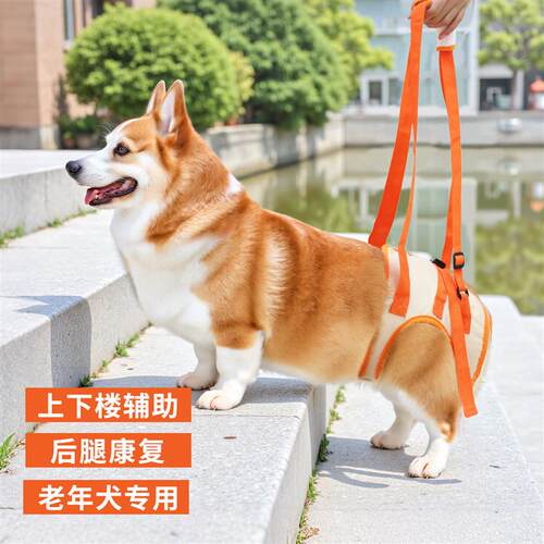 宠物狗狗后腿辅助带上下楼梯辅助行走器老年犬专用后肢瘫痪助厂家