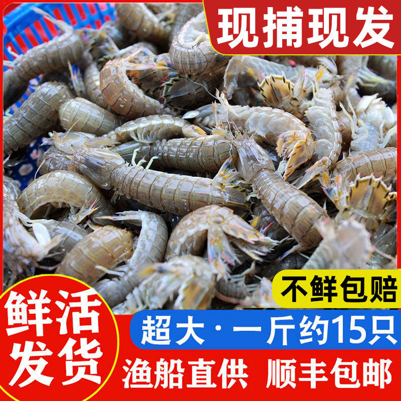 皮皮虾鲜活超大特大新鲜海鲜水产琵琶虾濑尿虾虾姑虾爬子顺丰包邮