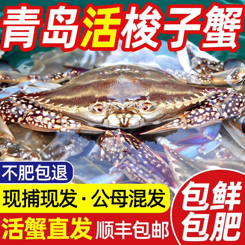【保鲜不保活】活发青岛梭子蟹公母特大新鲜野生飞蟹海蟹螃蟹顺丰