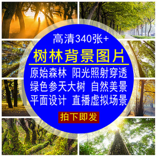 树林背景图片素材原始森林树木阳光照射穿透绿色参天大树自然美景