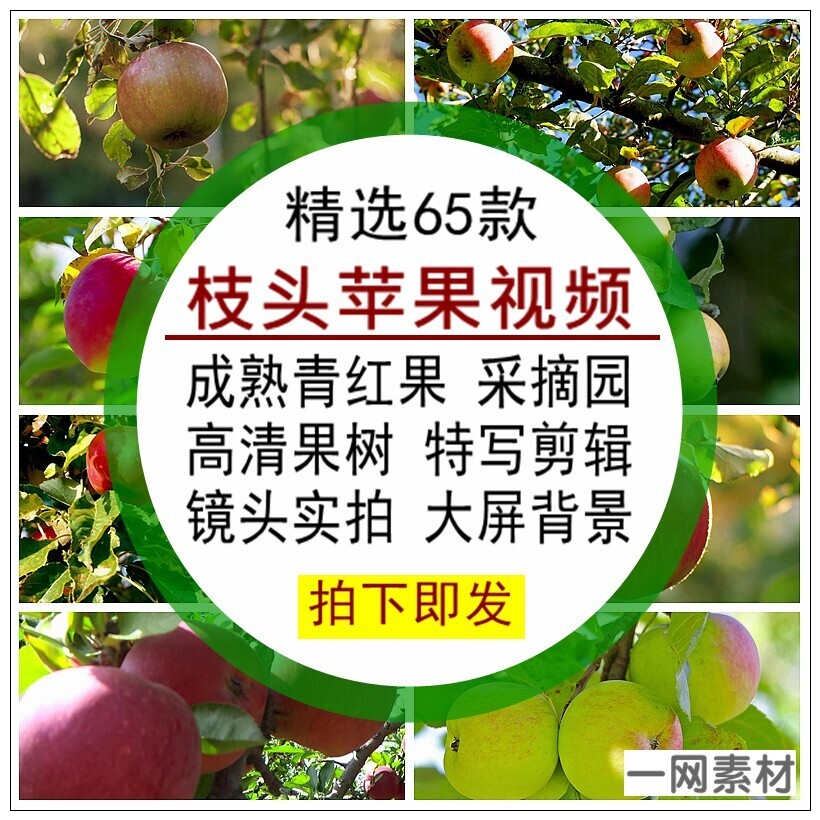 枝头苹果视频素材青红成熟采摘园果树高清特写背景镜头实拍无水印