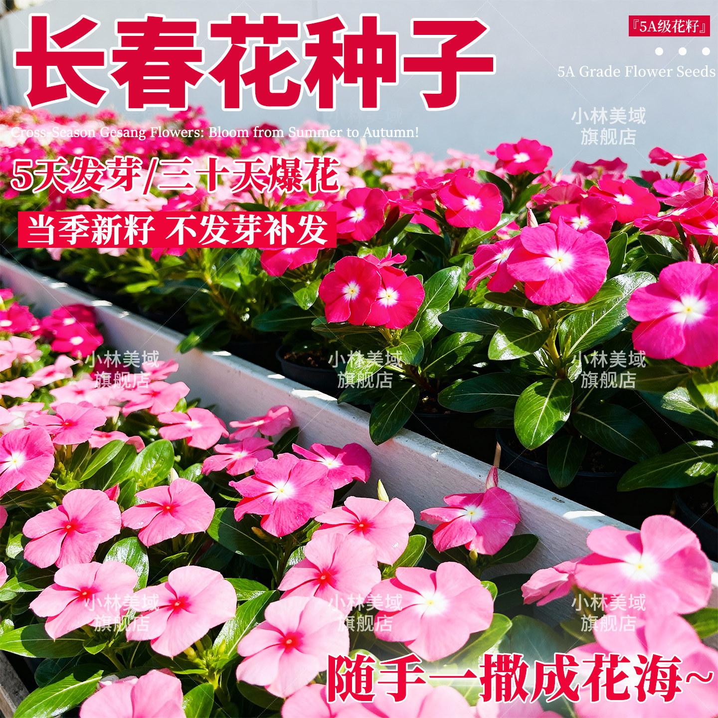 长春花种子日日春四季播种开花易活庭院盆栽花卉室内外五瓣梅种籽