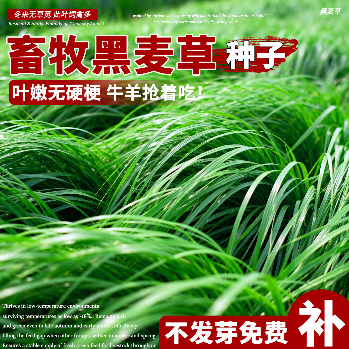 黑麦草子种种籽四季种植牧草耐寒高产喂猪牛羊鸡鹅鱼草牧草种子孑