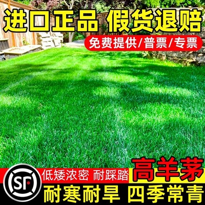 优质草坪种高羊茅子四季青