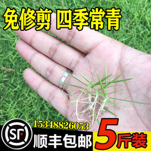 草坪草籽四季常青庭院绿化地毯草种子护坡狗牙根百慕大黑麦草皮孑