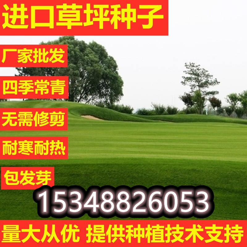 草坪种子马尼拉庭院别墅绿化护坡草籽四季常青黑麦草三叶草种子