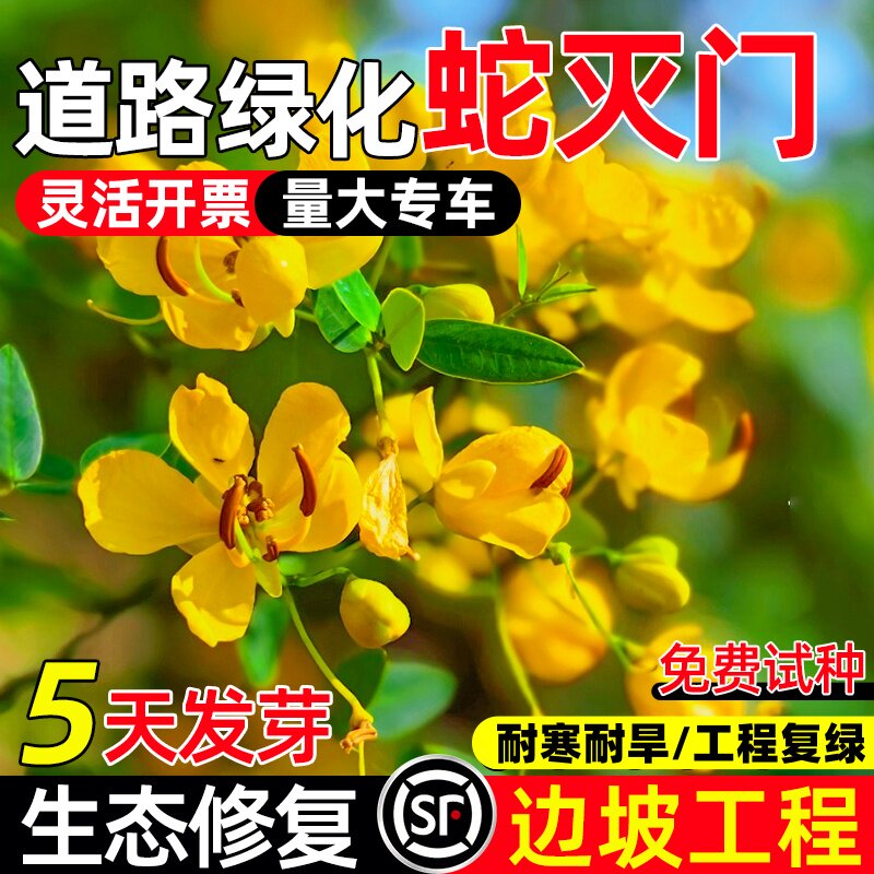 蛇灭门种子四季种植望江南野决明凤仙花蛇倒退防蛇驱蛇植物草种籽