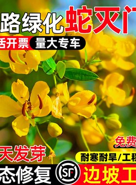 蛇灭门种子四季种植望江南野决明凤仙花蛇倒退防蛇驱蛇植物草种籽