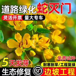 蛇灭门种子四季种植望江南野决明凤仙花蛇倒退防蛇驱蛇植物草种籽
