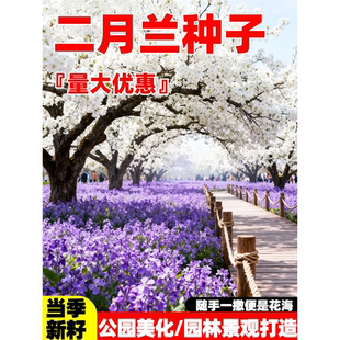 二月兰花籽诸葛菜种籽耐寒耐旱庭院别墅公园景区野花组合花卉种子