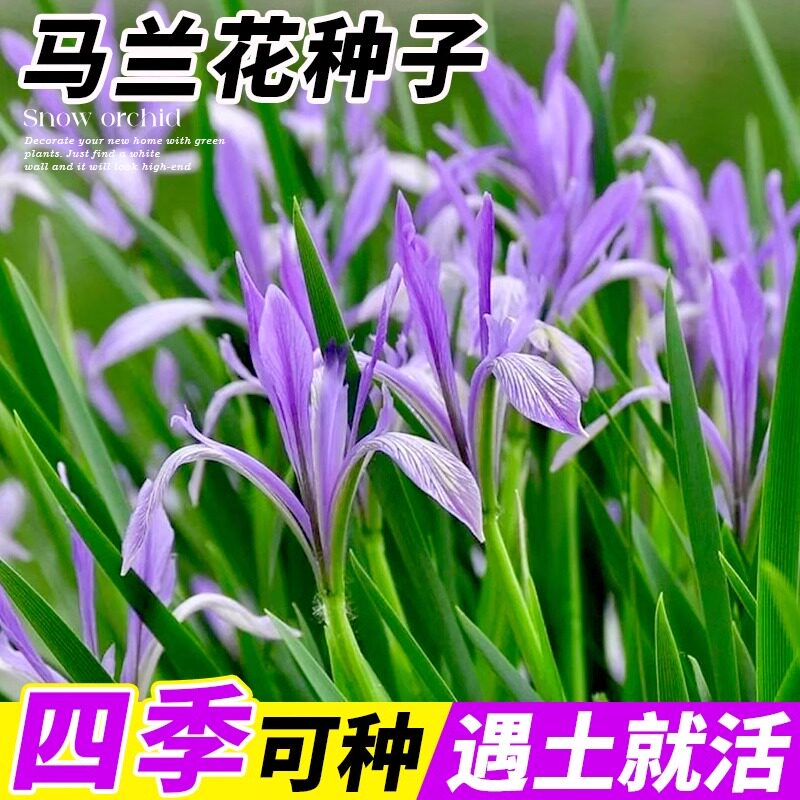 多年生宿根耐寒耐盐碱花卉植物马兰花种子马蔺马莲花籽护山坡荒地