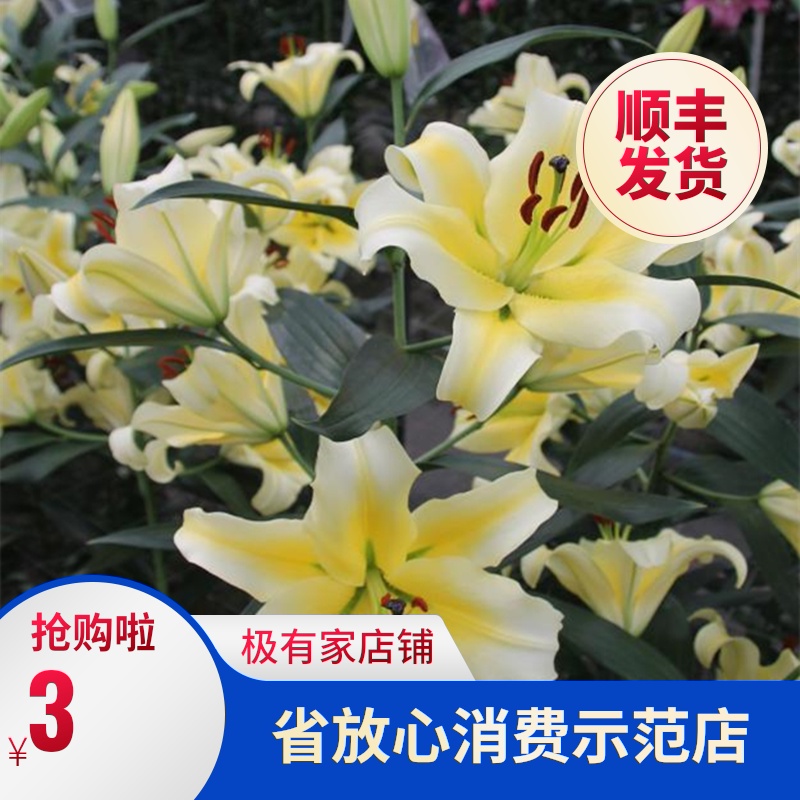 香水百合花多年生种球现货进口