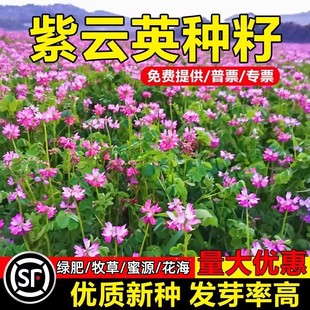紫云英种子红花草种子养蜂蜜源高产绿肥牧草种子食用野菜种籽包邮