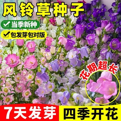 风铃草花种室外室内四季播种开花盆栽花籽阳台易活花种籽子孑草籽