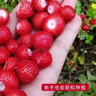 蛇莓野草莓包邮草坪庭院盆栽观赏种子包邮花籽室内外种植水果种籽