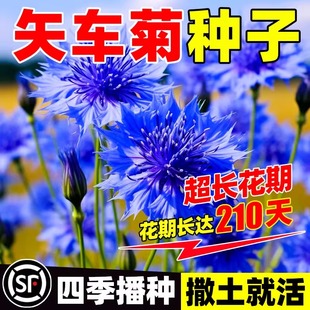 矢车菊花种四季易种活蓝色矢车菊种子室外庭院绿化耐寒花卉种籽子