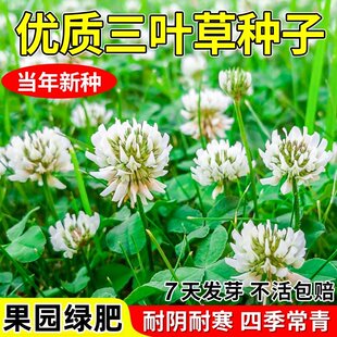 三叶草种子白三叶草籽红三叶草籽四季青草坪四季播种牧草果园绿肥