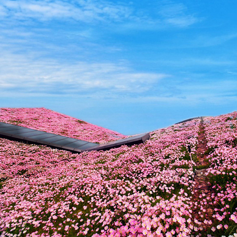 美丽月见草花种籽 庭院多年生花卉种子 矮杆耐寒乡村绿化花海花籽