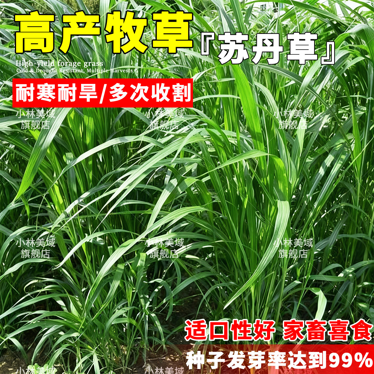 苏丹草种子专用草种高丹草籽四季牧草鱼草种籽玉米种植高粱高产